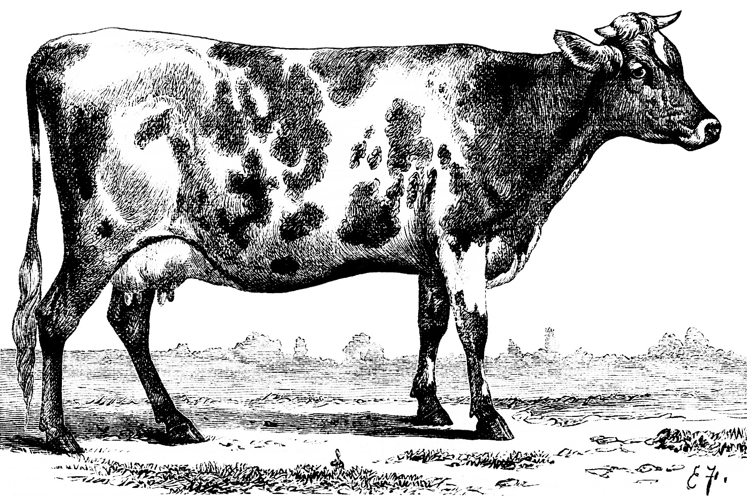 free cow clipart black and white - photo #36