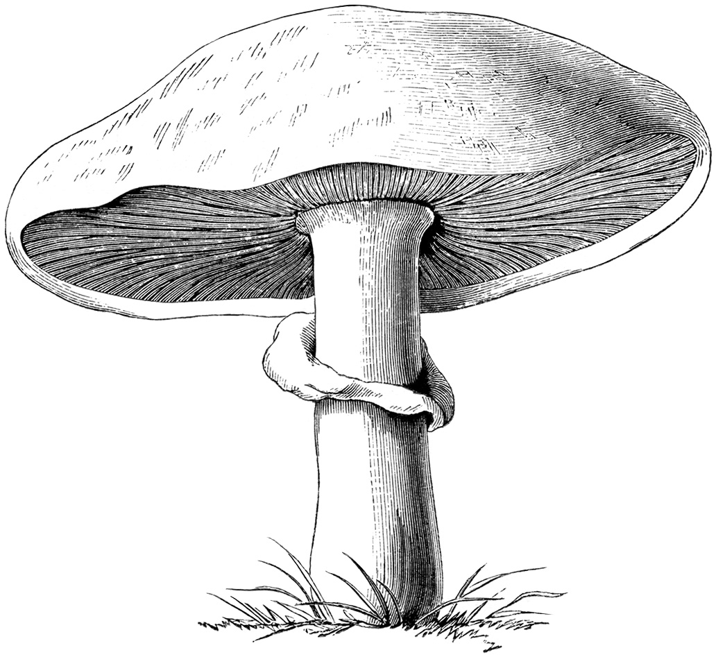 mushroom clipart black and white - photo #4