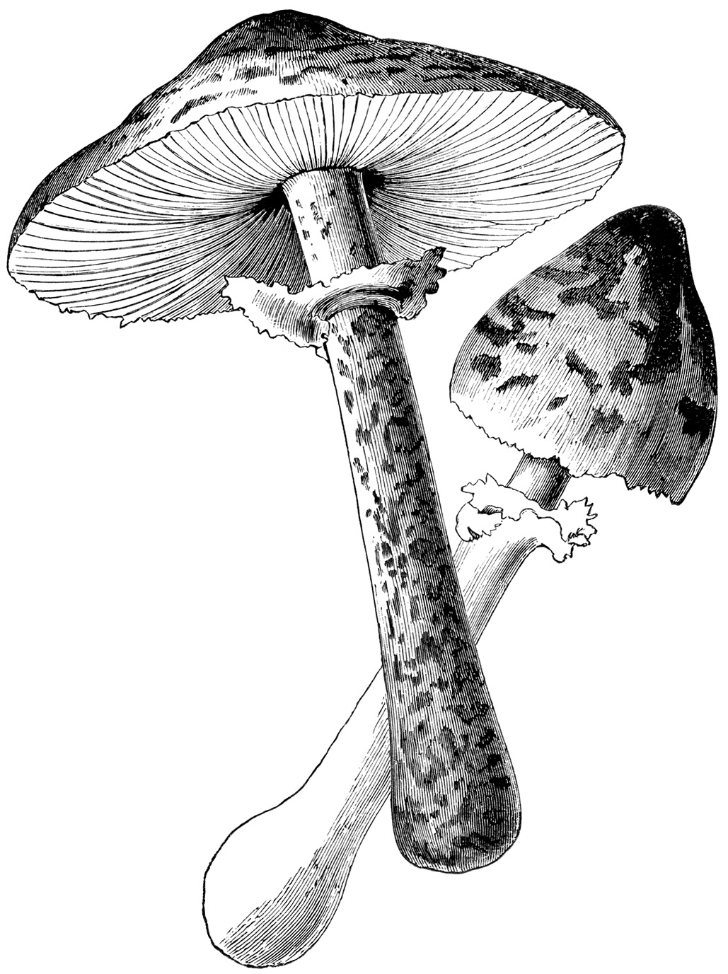 mushroom clipart black and white - photo #14
