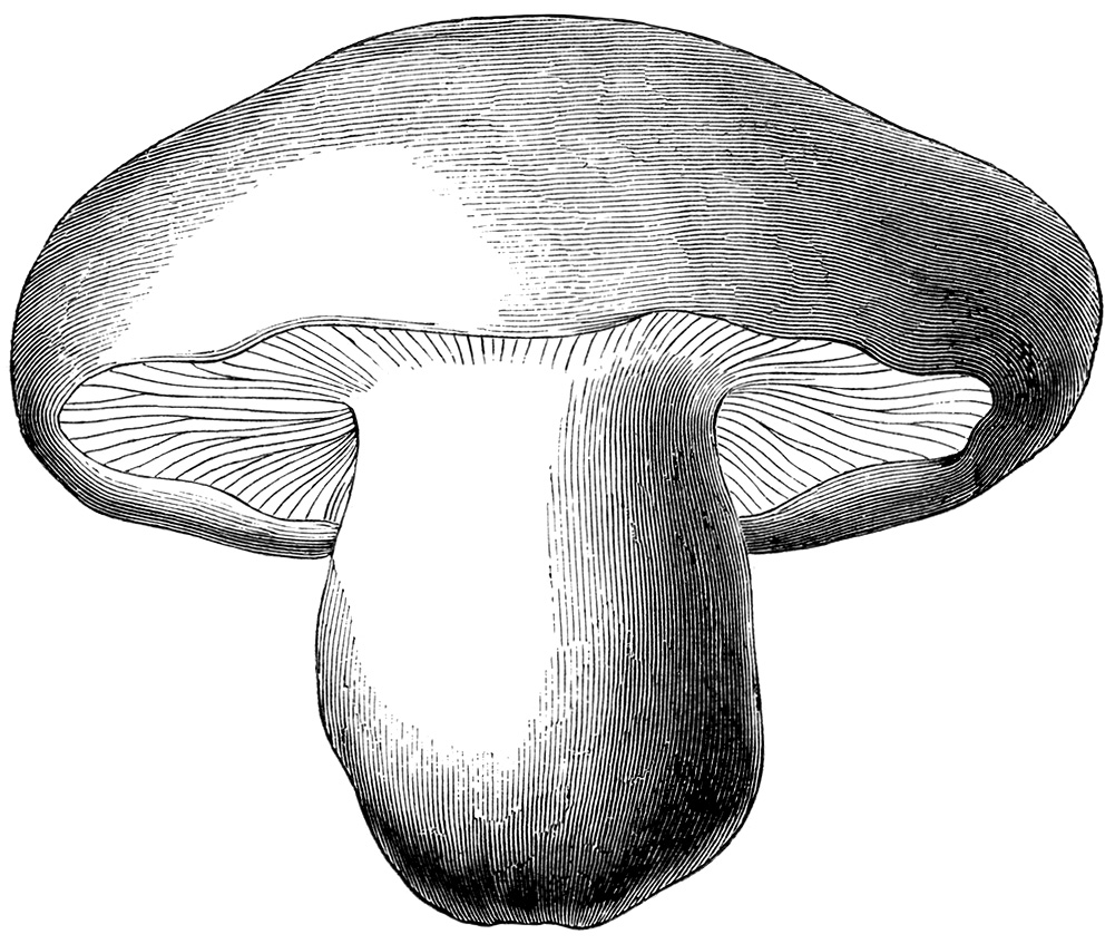 mushroom clipart black and white - photo #15