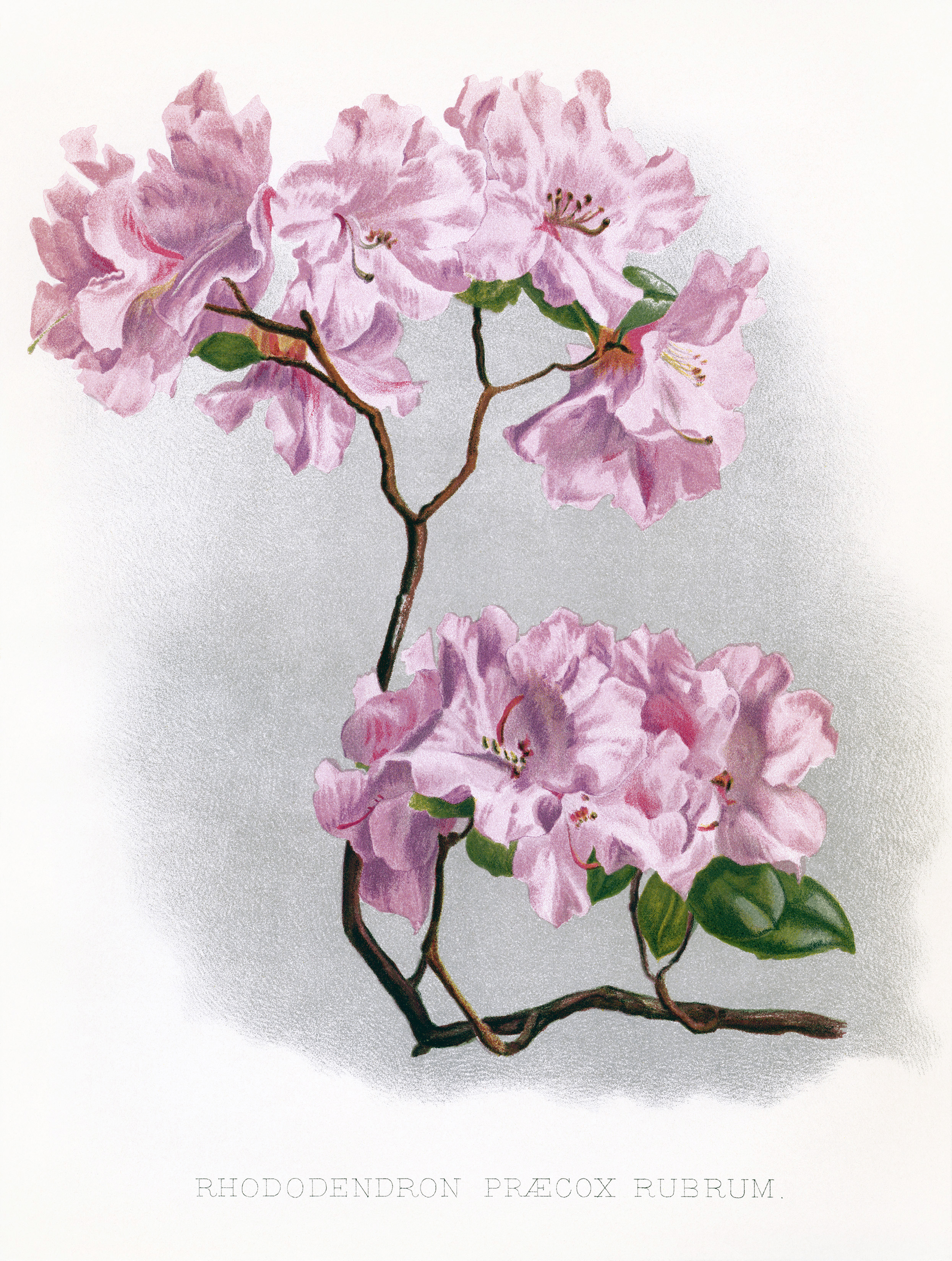 Free Vintage Image Rhododendron Flower Illustration | Old ...