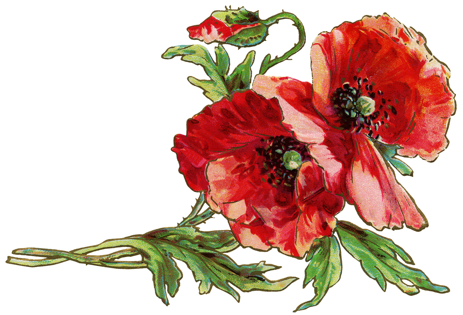 free poppy flower clip art - photo #39