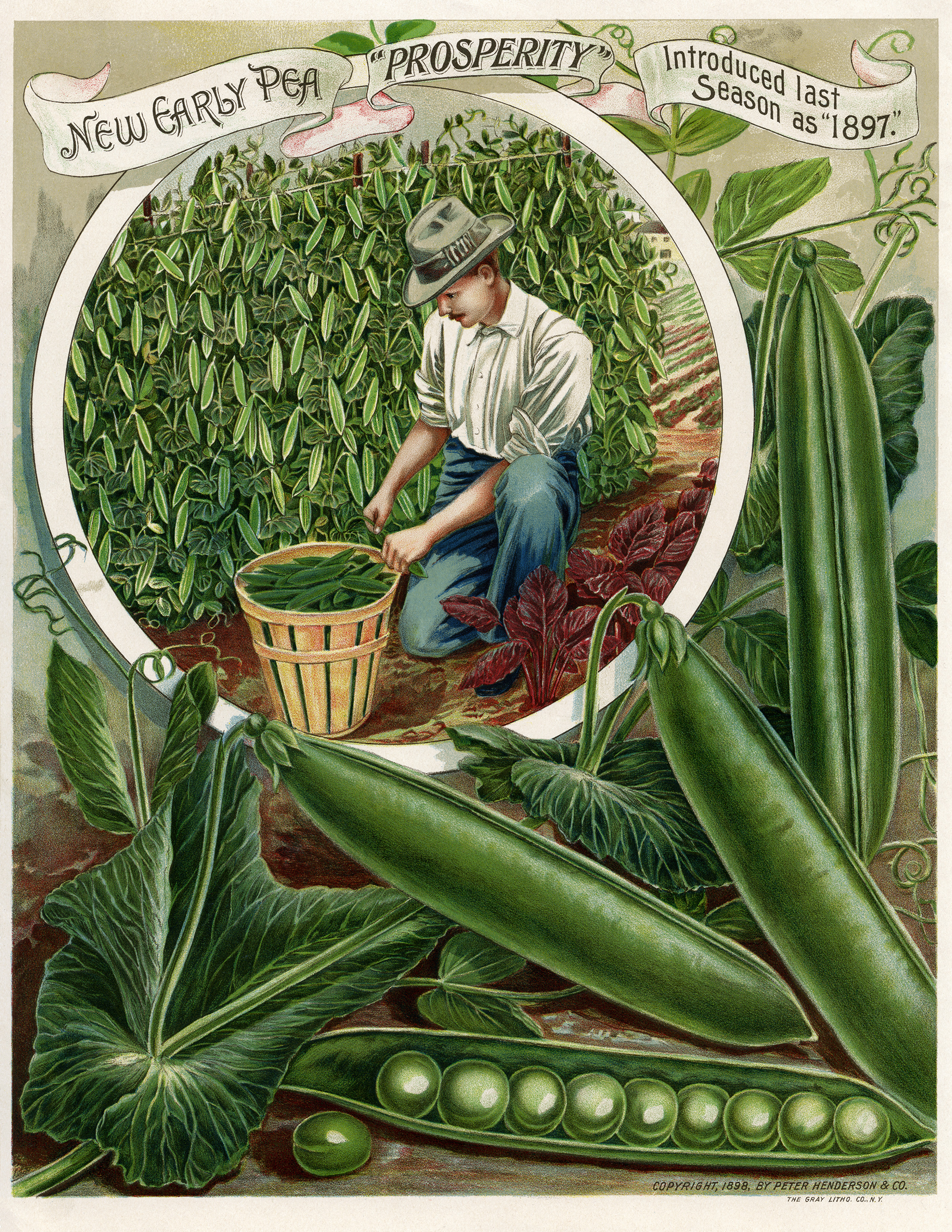 vintage vegetable clip art - photo #19