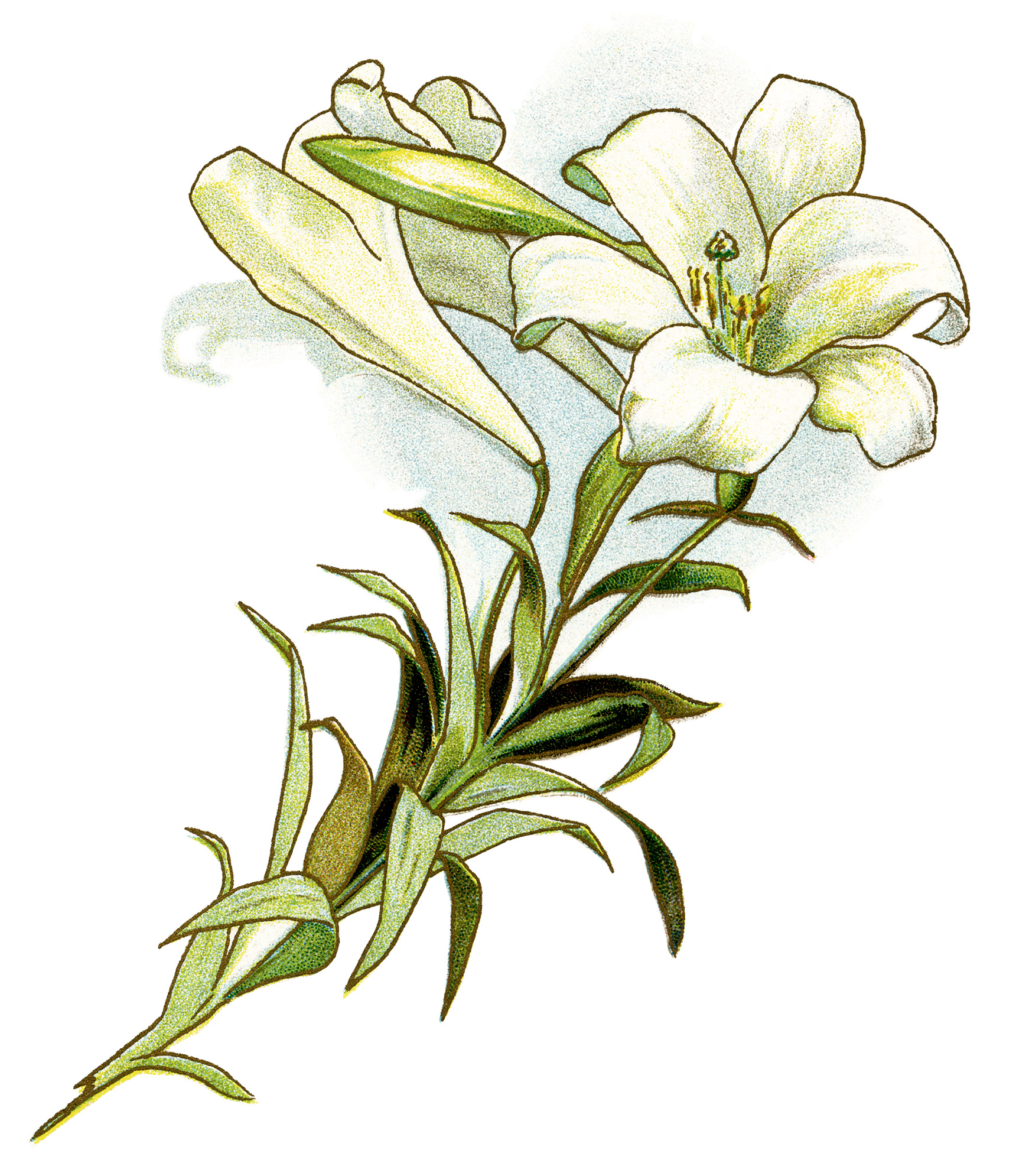 clipart of easter lily - photo #8