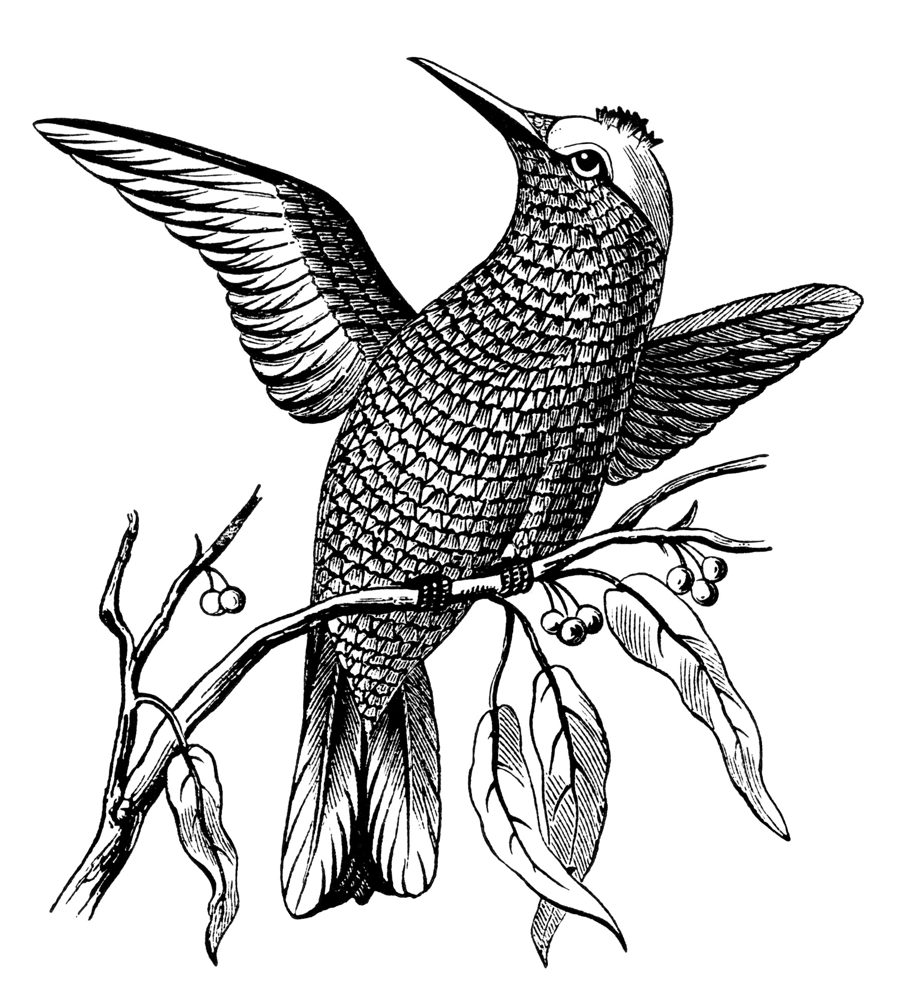 free hummingbird clipart black and white - photo #50