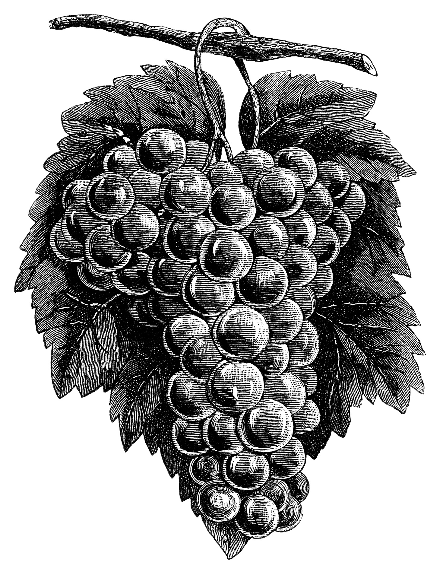free clipart grapes black and white - photo #15