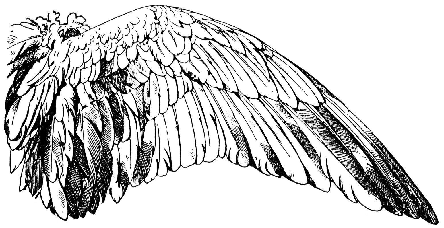 free clip art of angel wings - photo #25