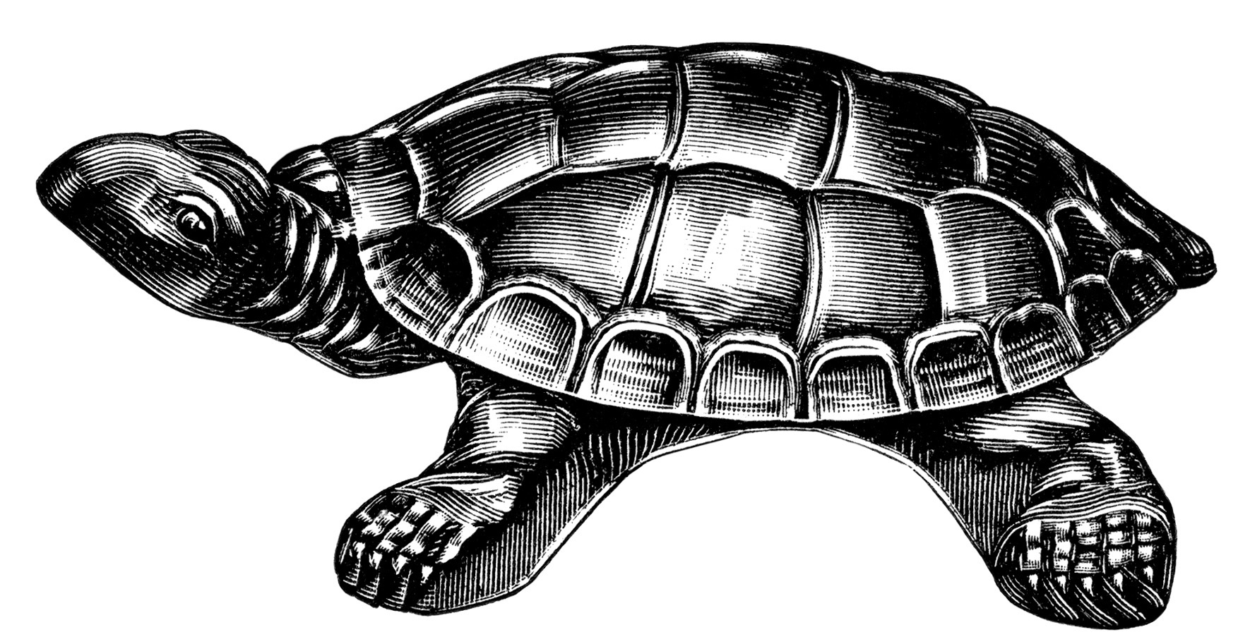 free turtle clipart black and white - photo #48