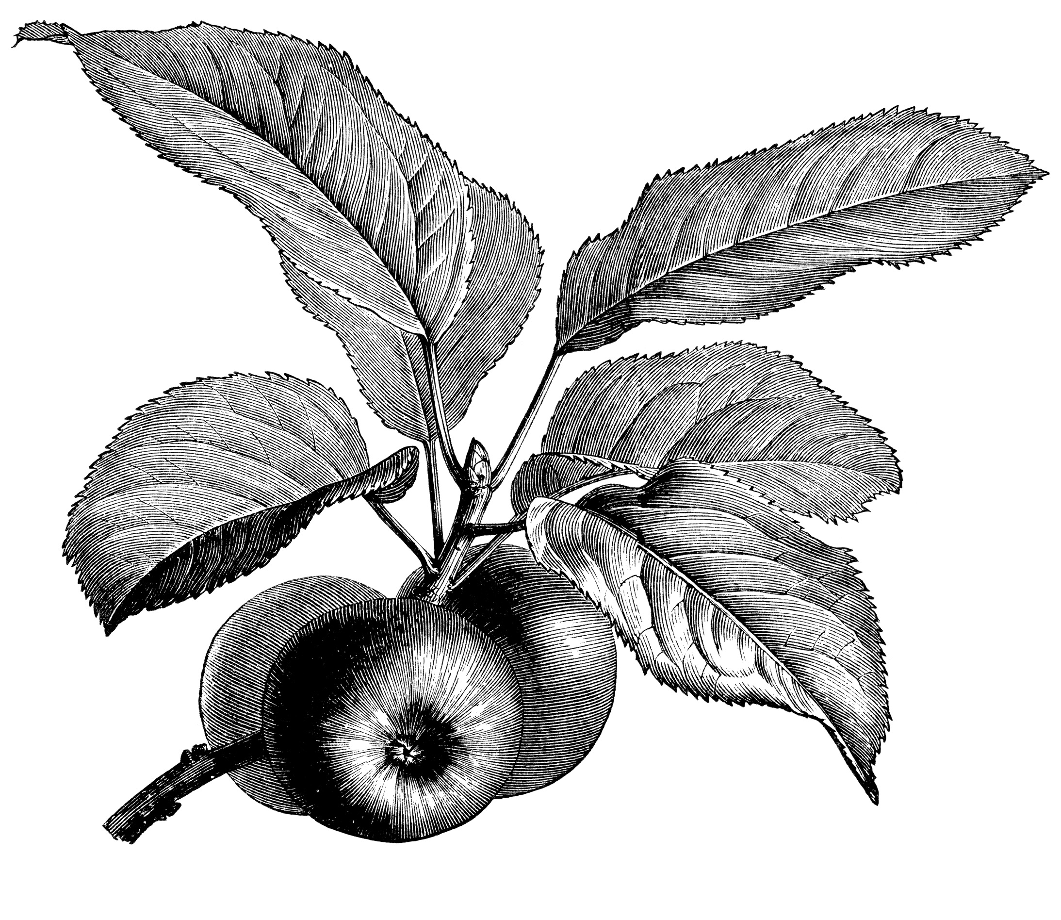 apple tree clipart black and white - photo #42