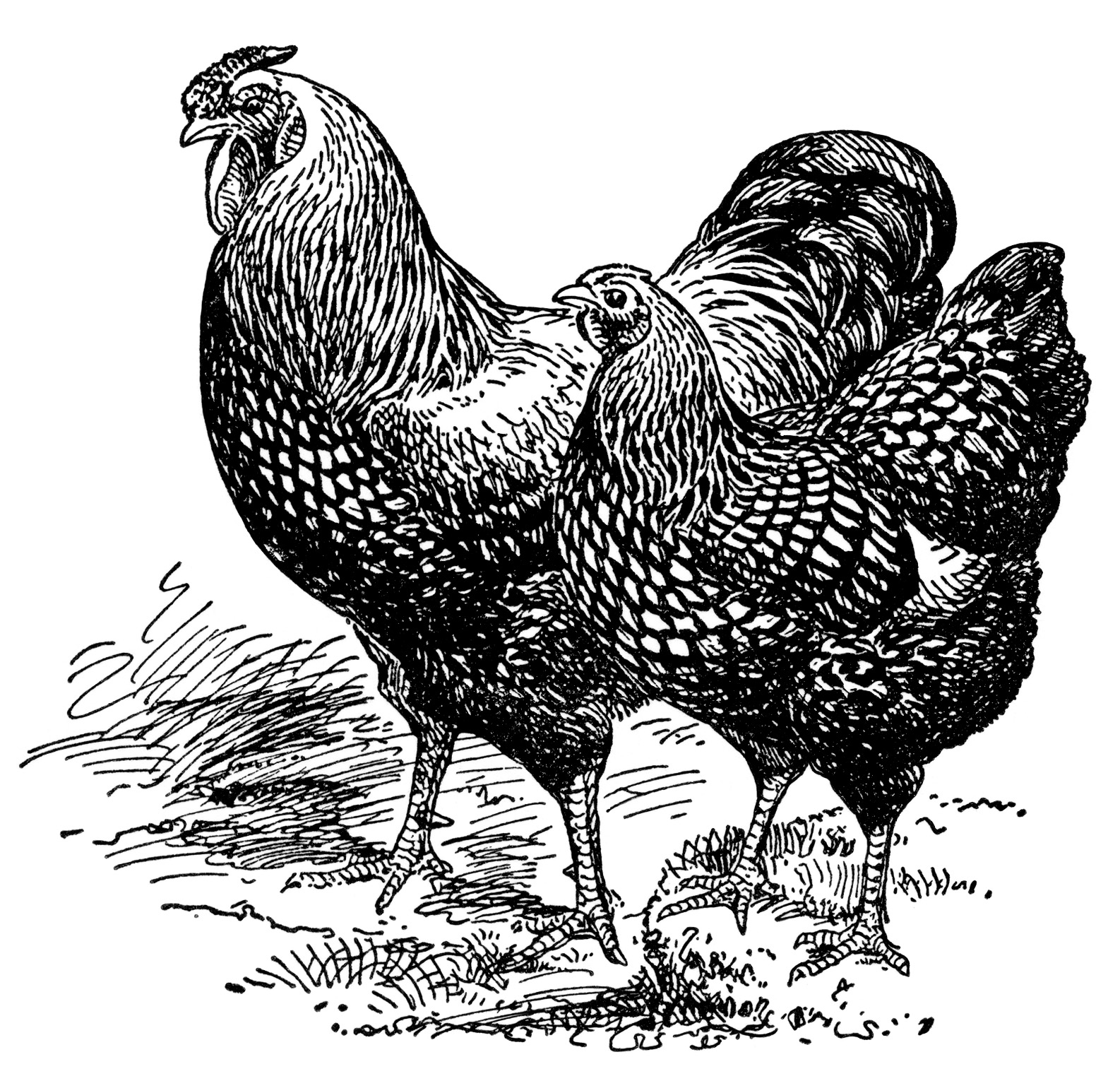 Here is a wonderful vintage clip art image of a hen and rooster. They 
