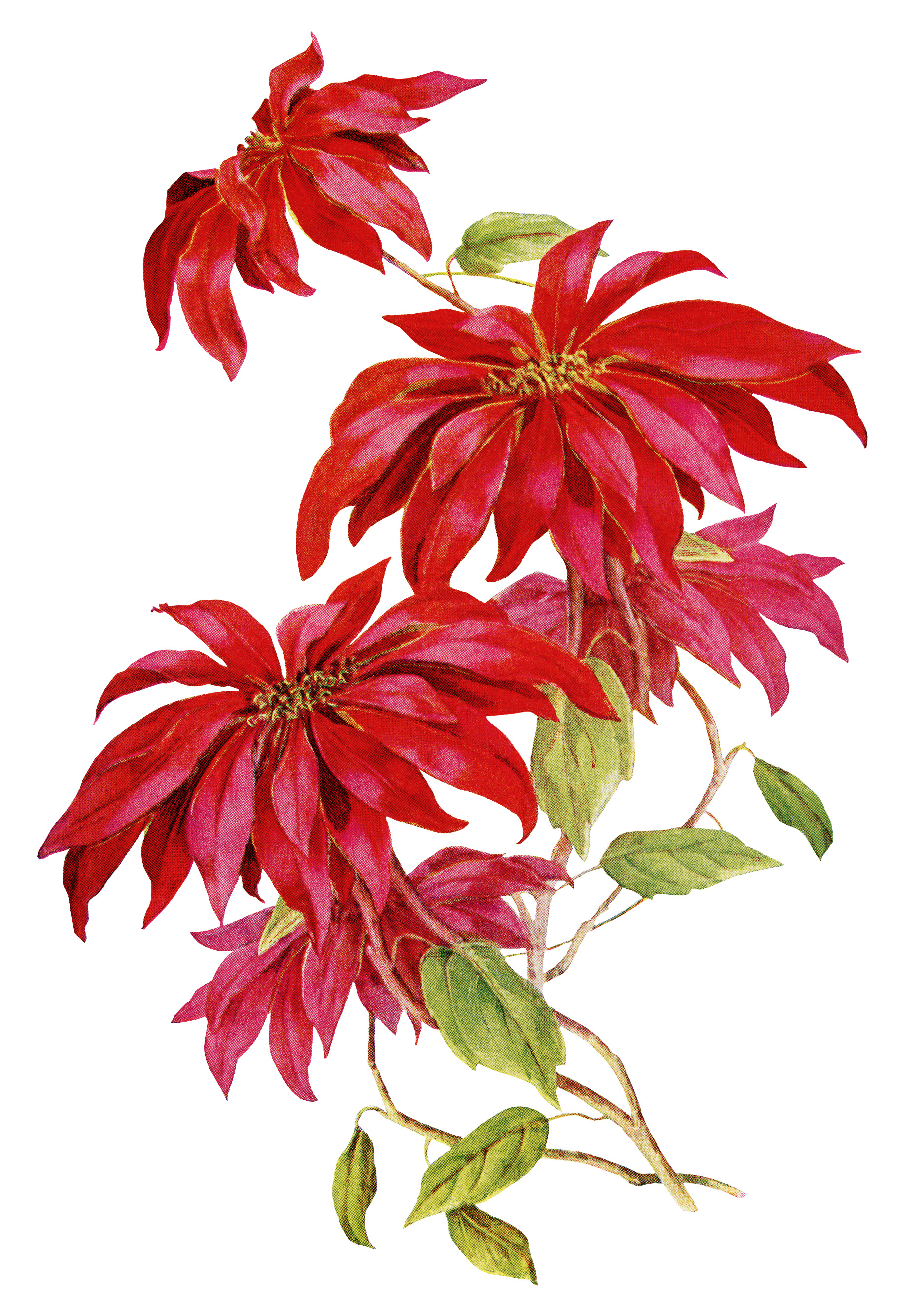 poinsettia flower free clip art - photo #7