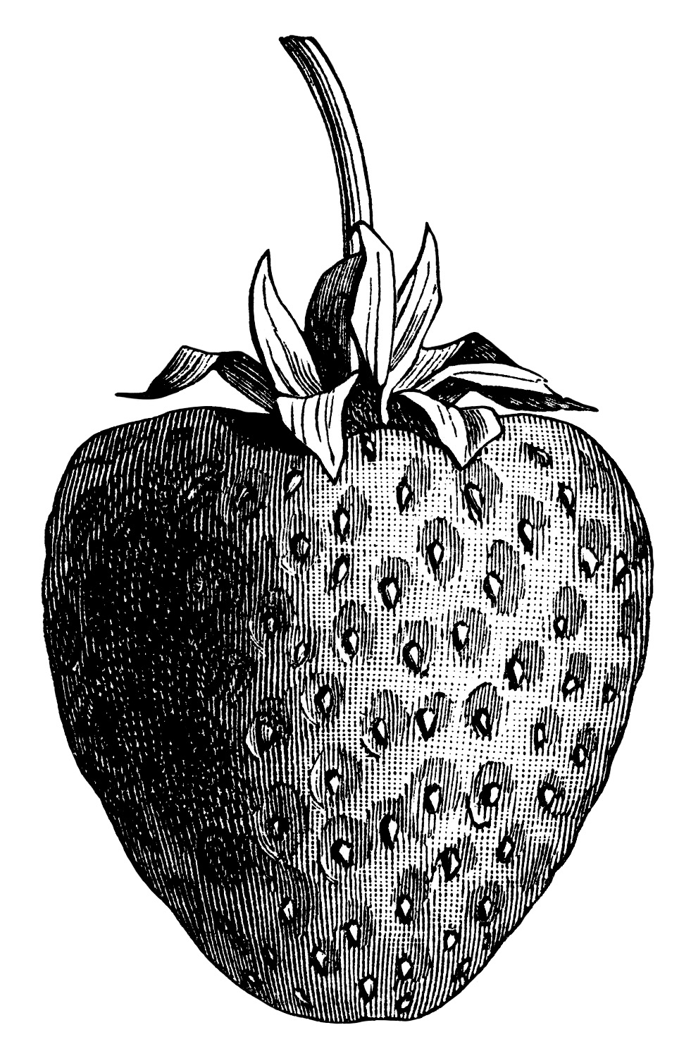 clipart strawberry black and white - photo #4