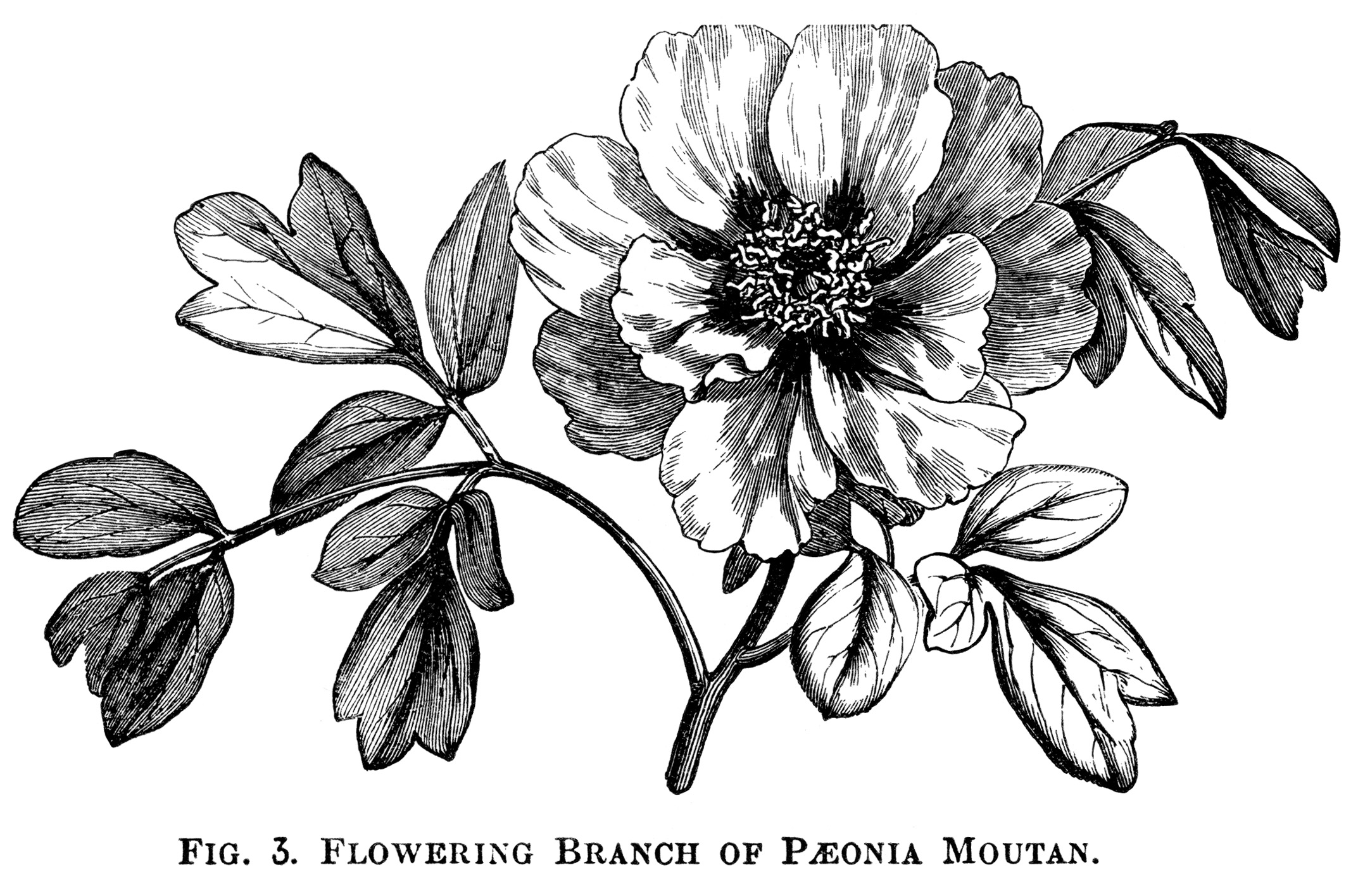 vintage peony clipart - photo #8