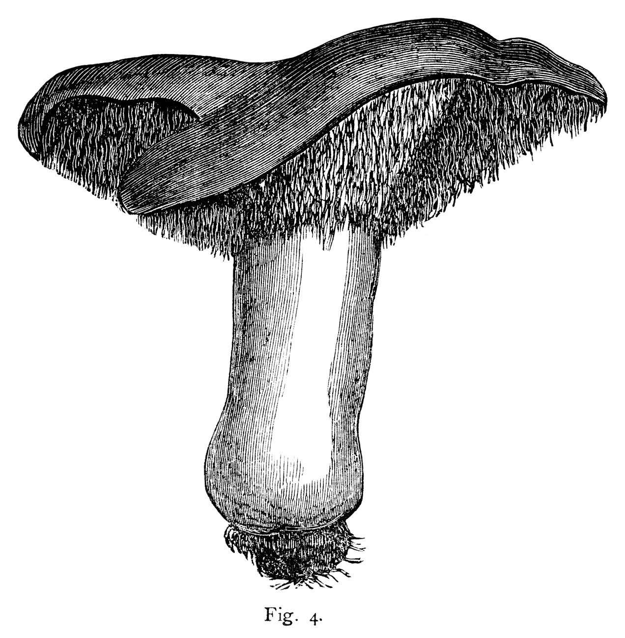 morel mushroom clip art - photo #19