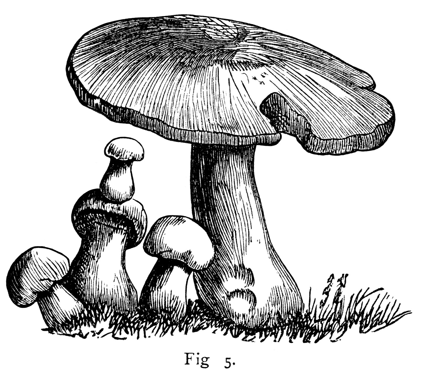 mushroom clipart black and white - photo #12