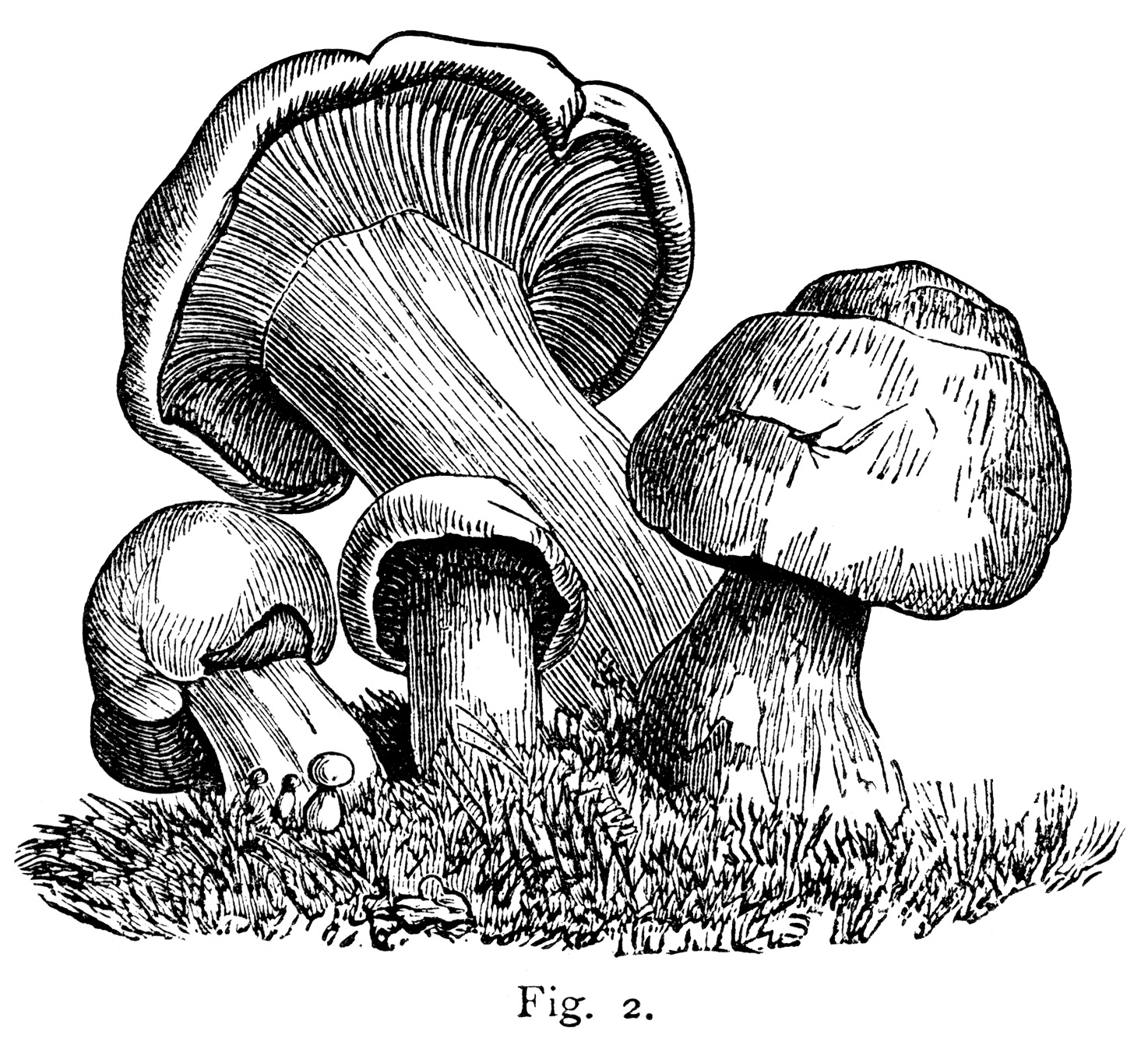 mushroom clipart black and white - photo #18