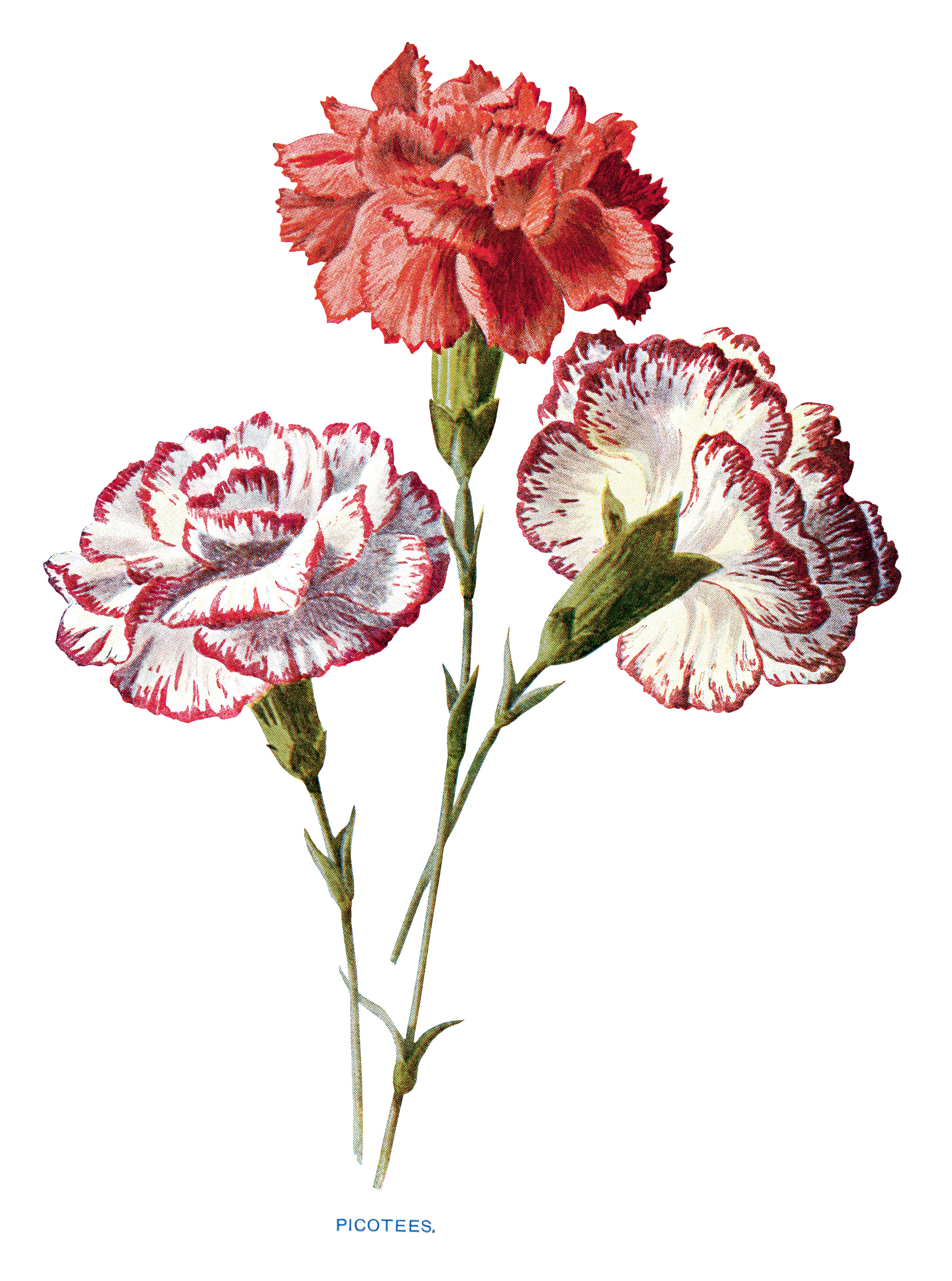Free Vintage Carnation Flowers Clip Art | Old Design Shop Blog