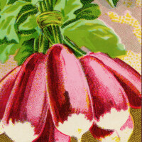 Free vintage clip art French garden seed packet label radish