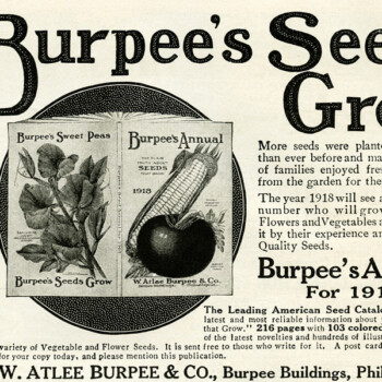 Free vintage clip art Burpees seed catalogue magazine advertisment