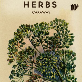 Free vintage clip art seed packet roudabush caraway herbs