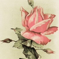 free vintage clip art Easter postcard pink rose