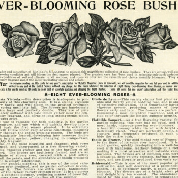 Free vintage clip art ever blooming rose bushes magazine advertisement