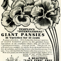 Free vintage clip art flower pansy magazine advertisement