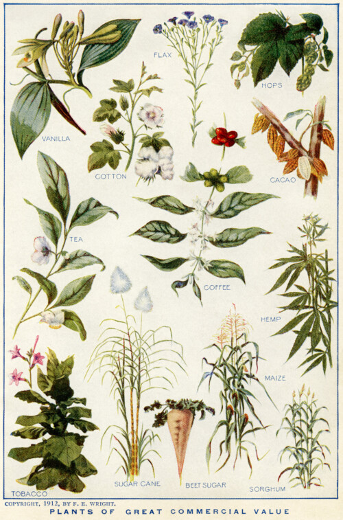 plants of great commercial value, vintage garden clip art, free botanical illustration, F. E. Wright art, vanilla flax tea coffee plant image