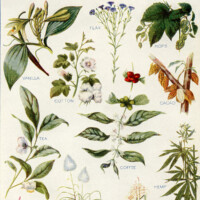 free botanical clip art
