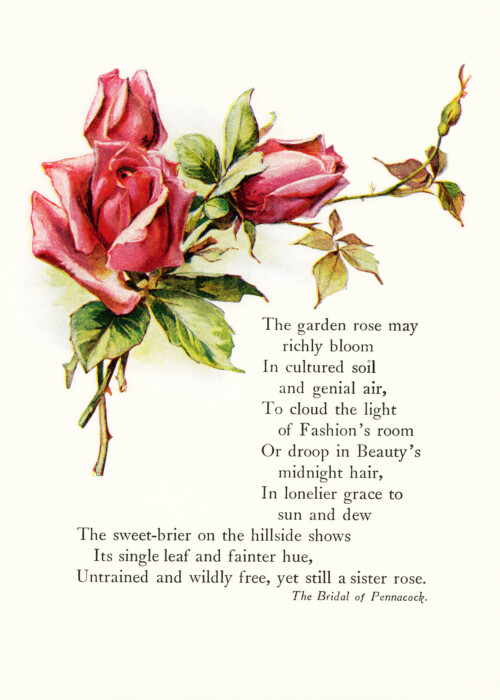 Free vintage poem illustrated red pink roses