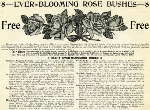 Free vintage clip art ever blooming rose bushes magazine advertisement