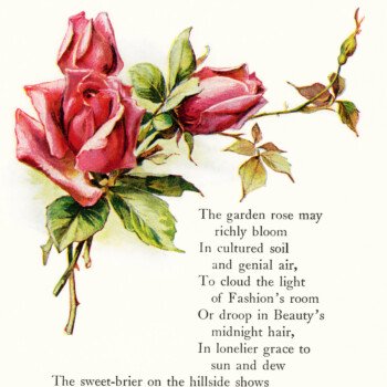 Free vintage poem illustrated red pink roses