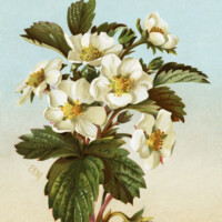 Free vintage clip art image flowering strawberry plant