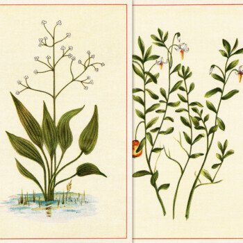 free botanical clip art