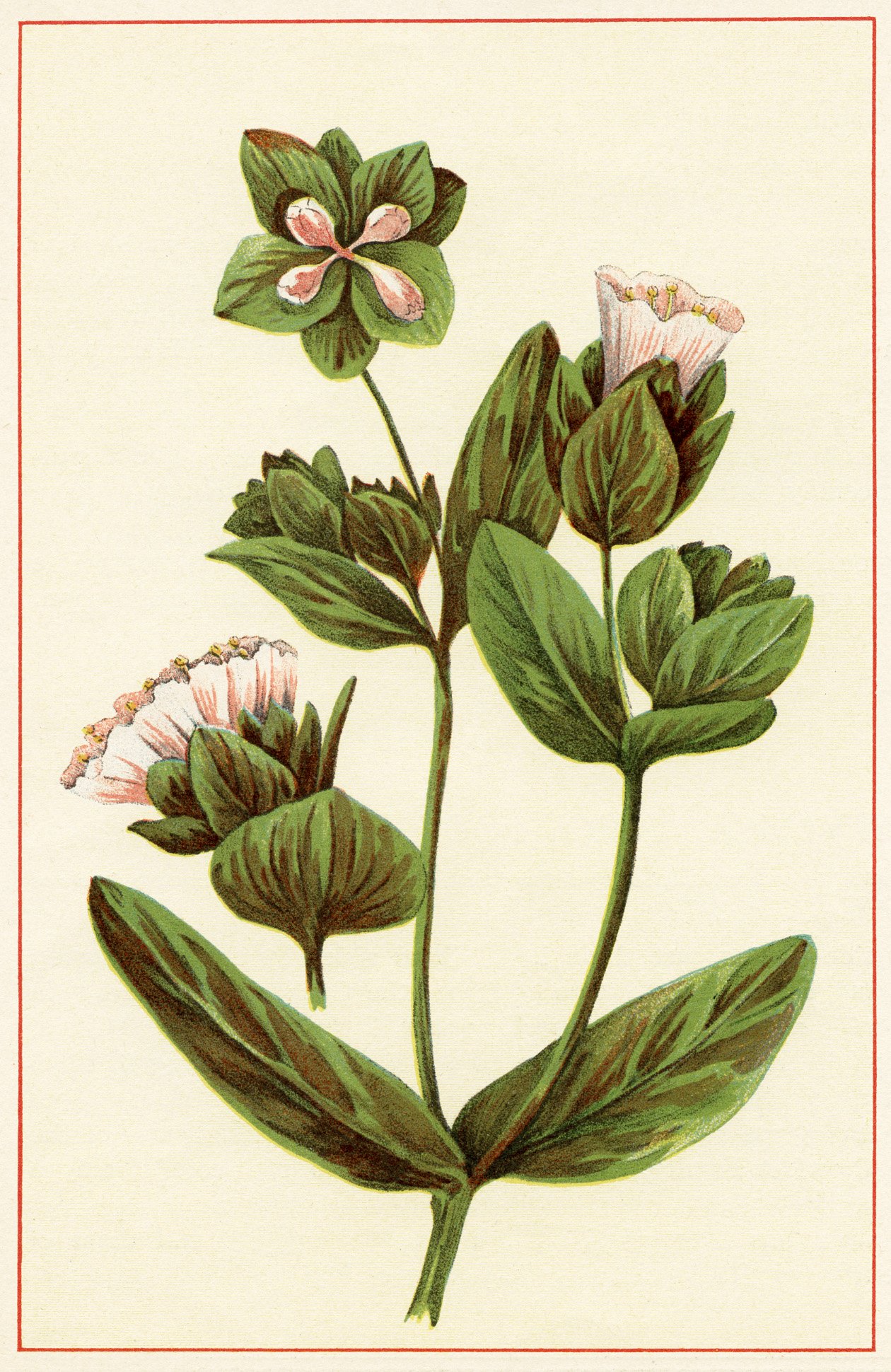 free vintage image, vintage botanical illustration, public domain botanical image, free digital clipart flower, pink vintage flower, antique flower picture, free printable, wild flower of america, flower illustration 1894