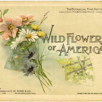 wild flowers of america, 1894 book of flowers, free vintage image, free printable, vintage botanical image, botanical illustration, vintage book cover, public domain commercial use image, victorian flower book, vintage floral illustration buek and co botanical, botanical fine art weekly