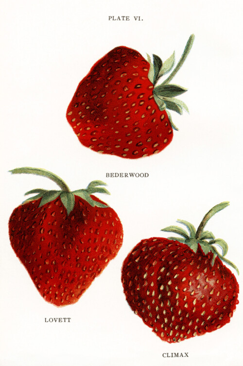 vintage strawberries clip art, jacob biggle berry book image, red strawberry illustration, public domain berries clipart, vintage fruit graphics