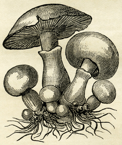 common mushroom, vintage illustration mushrooms, free botanical digital image, free vintage clipart mushroom