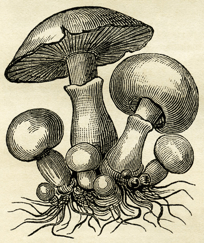 common mushroom, vintage illustration mushrooms, free botanical digital image, free vintage clipart mushroom