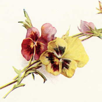 free vintage clipart flowers, red and yellow pansies vintage image, free printable flowers, floral vintage illustration