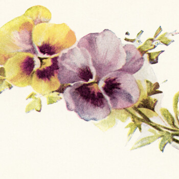 floral vintage illustration, free printable flowers, free vintage clipart flower, yellow and purple pansies vintage image
