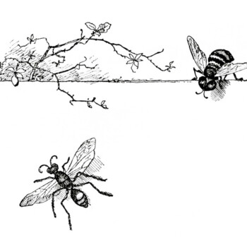 Free vintage clip art illustration wasp and bee