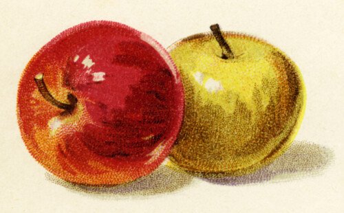 Free vintage clip art illustration apples