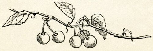 free vintage clipart cherries, cherries growing on branch, sketch of cherries, free vintage image cherry