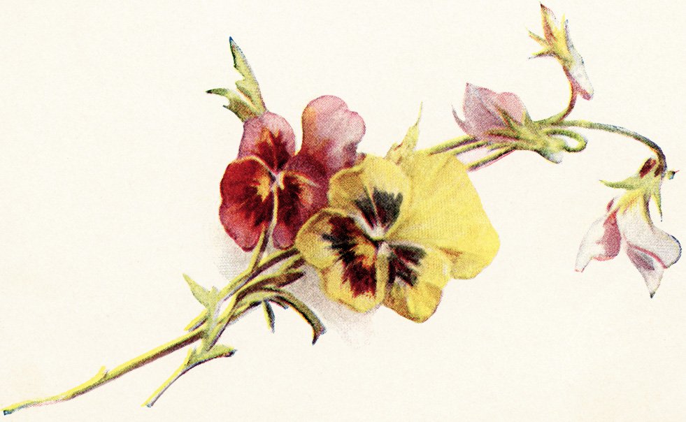 free vintage clipart flowers, red and yellow pansies vintage image, free printable flowers, floral vintage illustration
