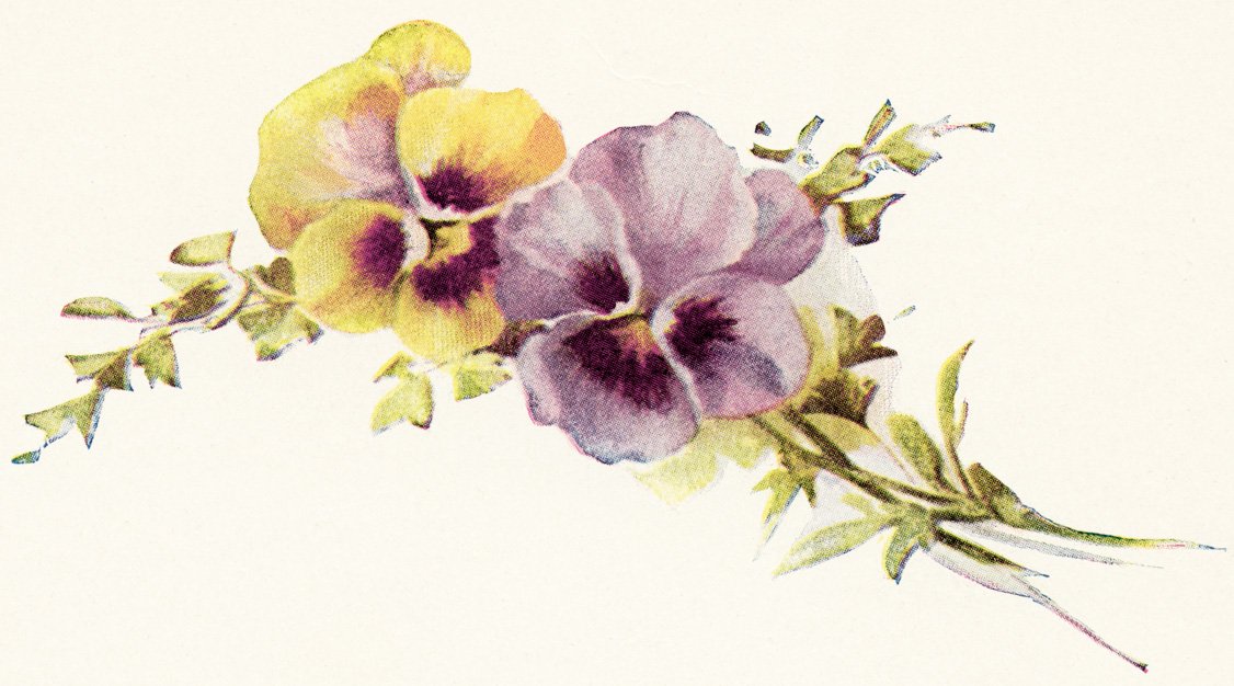 floral vintage illustration, free printable flowers, free vintage clipart flower, yellow and purple pansies vintage image