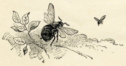 Free vintage clip art illustration wasp and bee