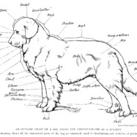 outline chart of dog, anatomical parts of dog, louis agassiz fuertes, the book of dogs, vintage sketch of dog, dog drawing, vintage clipart dog, free printable dog, public domain dog illustration