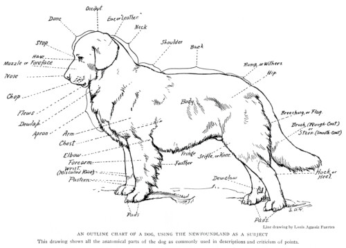 outline chart of dog, anatomical parts of dog, louis agassiz fuertes, the book of dogs, vintage sketch of dog, dog drawing, vintage clipart dog, free printable dog, public domain dog illustration