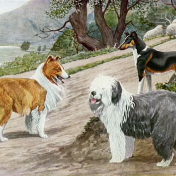 free vintage image dogs, collie, old english sheep dog, smooth collie, free printable, vintage dog illustration, the book of dogs